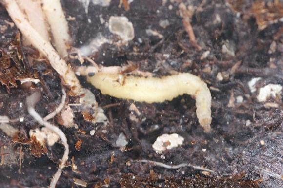 2015 CORN ROOTWORM SURVIVAL PROSPECTS